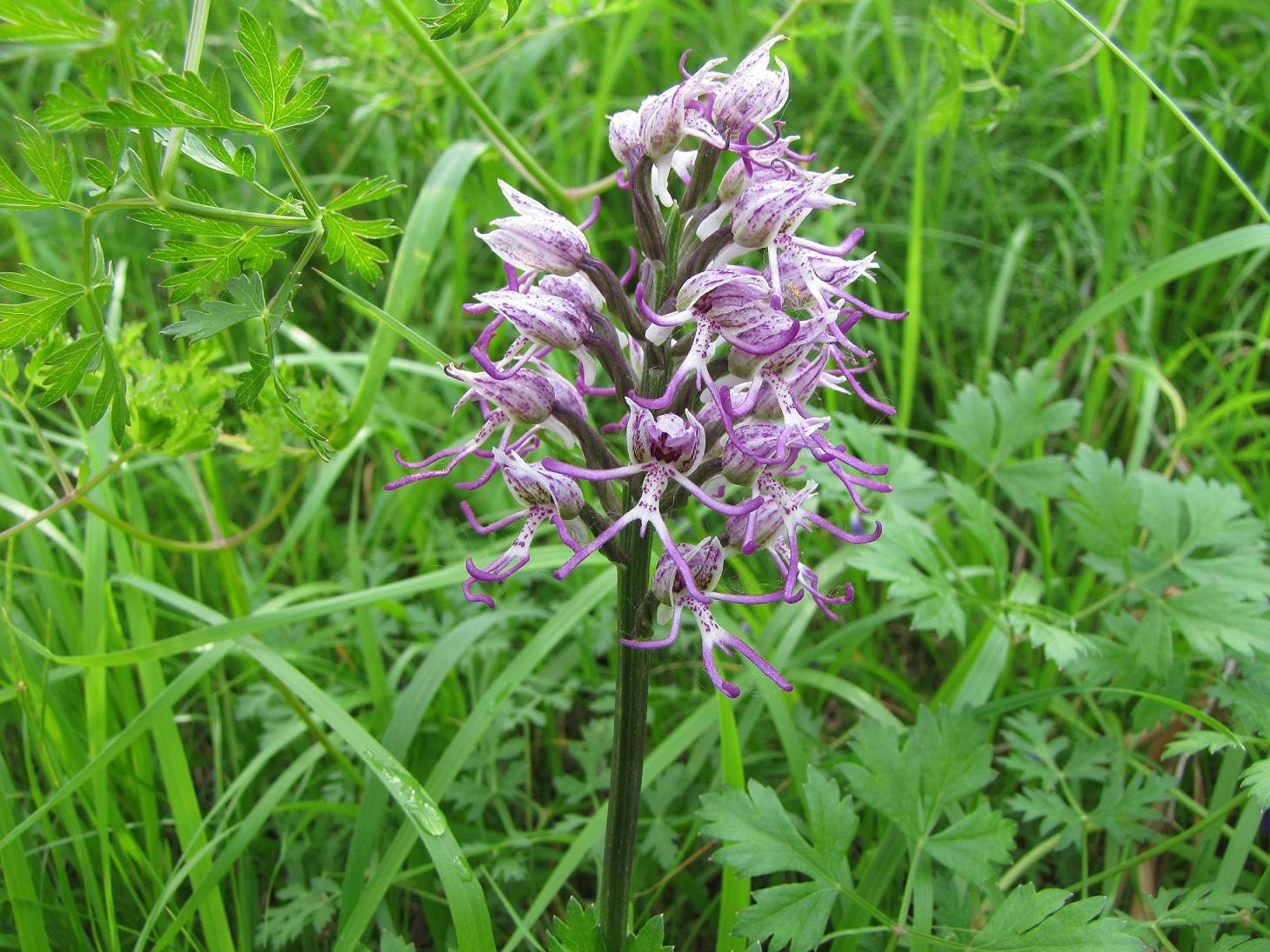 Neotinea tridentata, Ochis militari, simia e Anacamptis morio